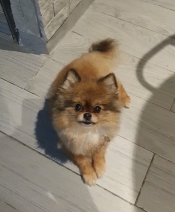 pure spitz nain femelle 4 mois