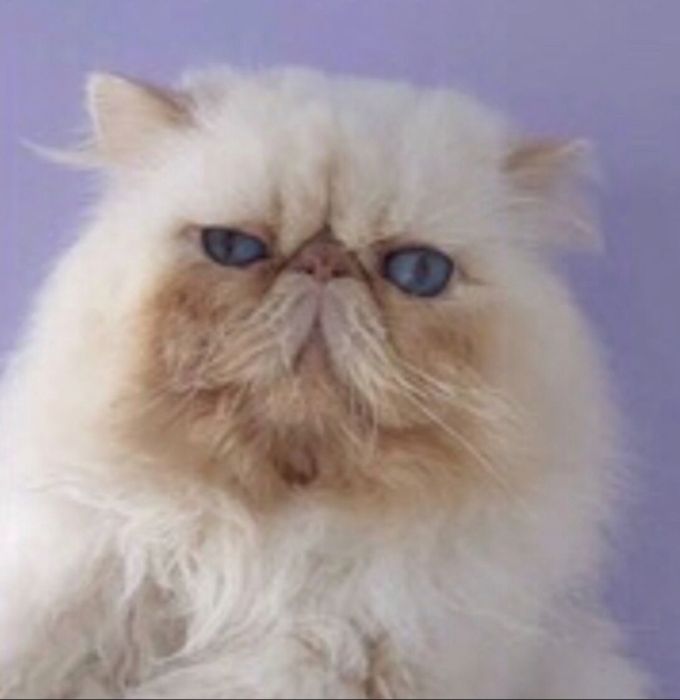 persan himalayen accouplement