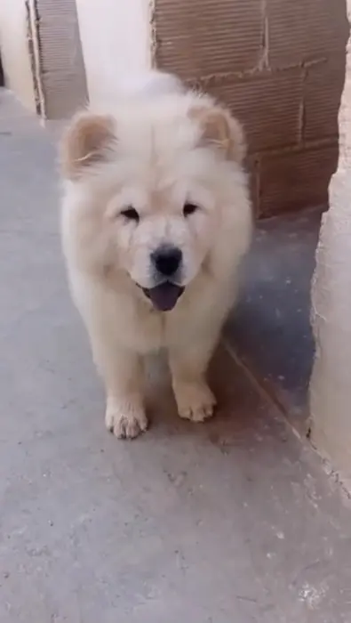 Chow-chow