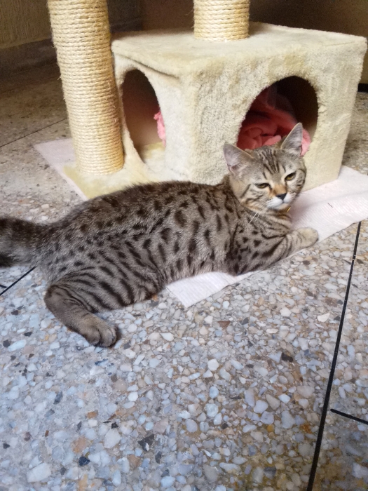 Bengal+persian