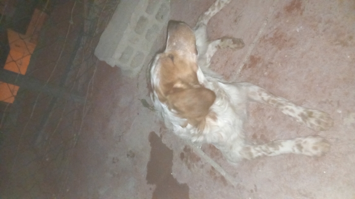 epagneul breton chasse