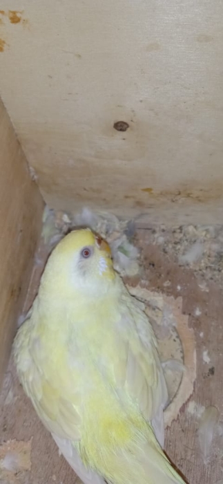 Couple Perruche avec Cage