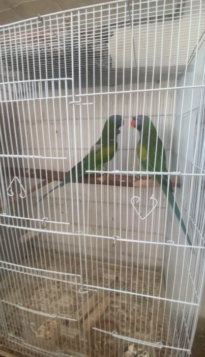 COUPLE DERBYAN ADULTE