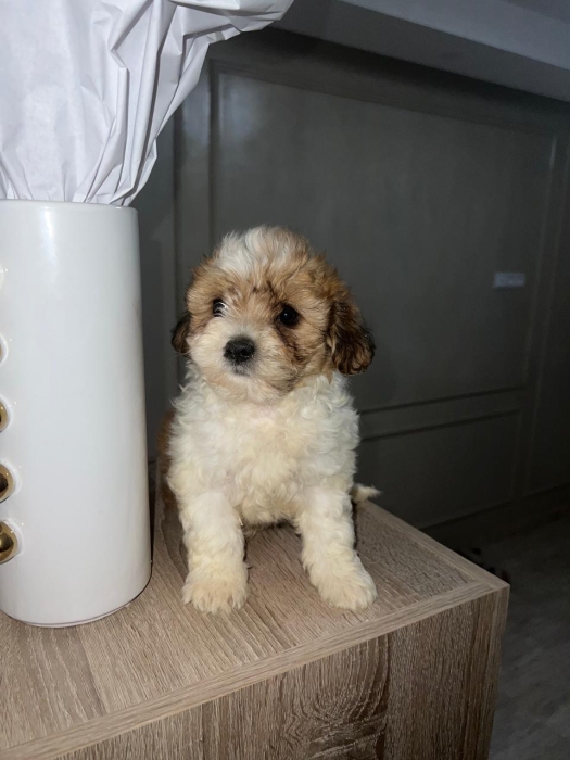 Bichon Havanais 🎊