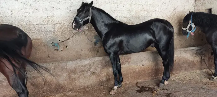 Cheval barbe arabe à vendre