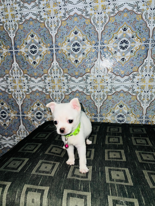 Chihuahua femelle active et joueuse