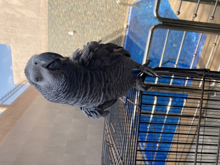 Perroquet gris du Gabon