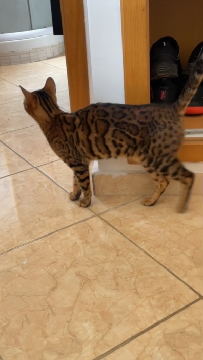 Femelle Bengal à vendre – 1 an et demi