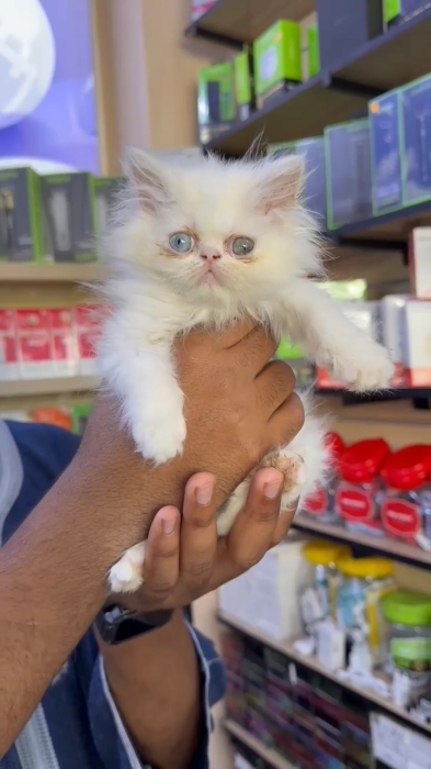 Chaton persan pure race