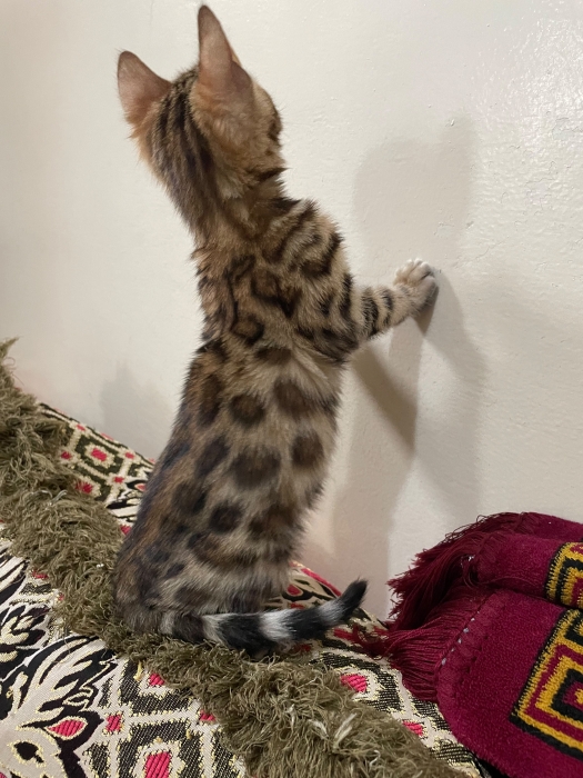 bengal bébé