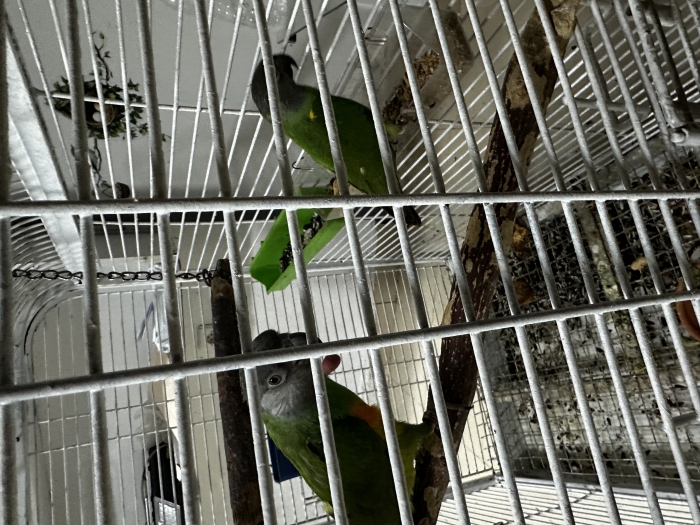 couple Perruche youyou