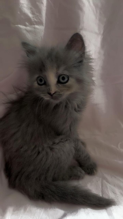 Chat British longhair