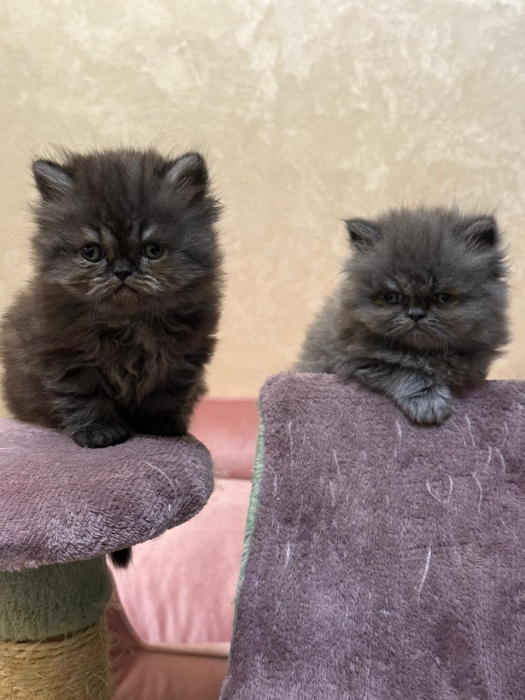 Chatons persan