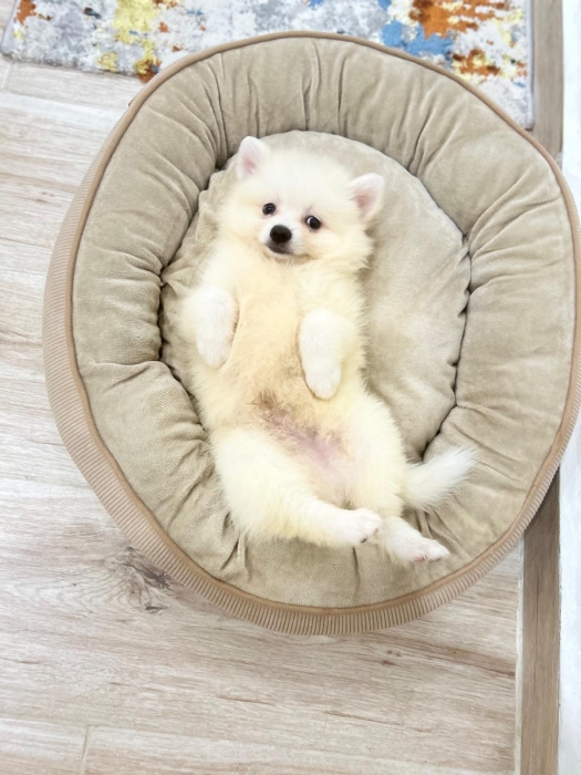 Spitz nain pomeranien