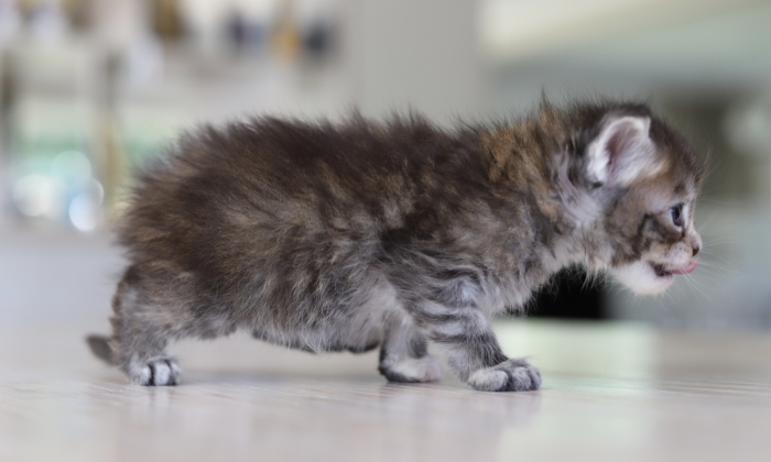 Chaton maine coon black silver tabby