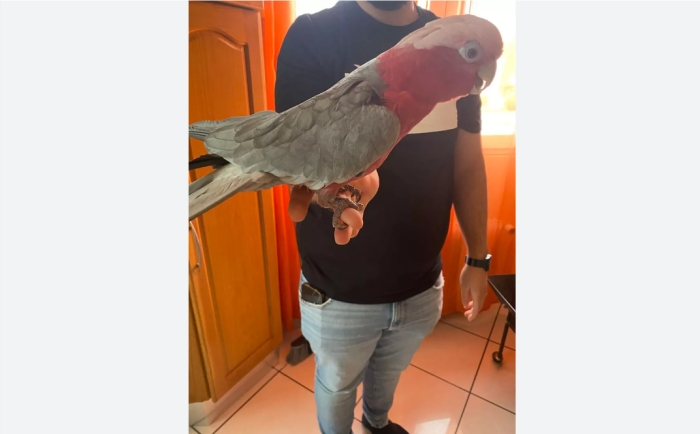 perroquet cacatoes rose albin