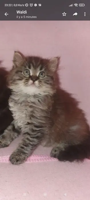 Chat persan chanchilla