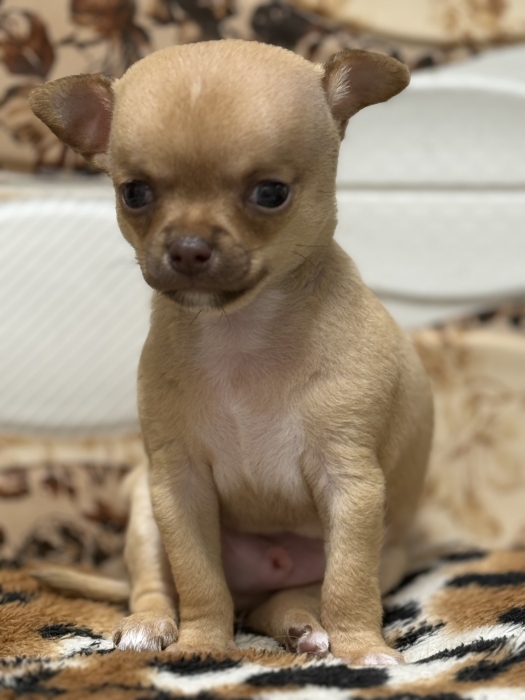 Chihuahua