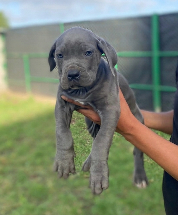 Cane corso