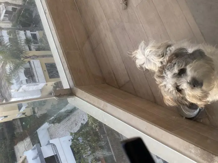 Vente de chien de 8 mois