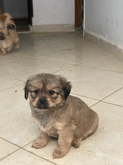 Femelle  tibétain epagneul