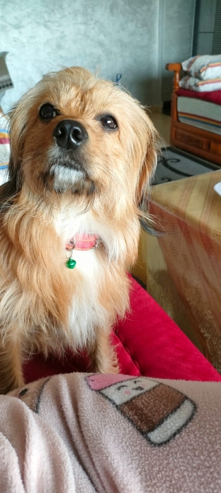 Bichon havanais a adopter