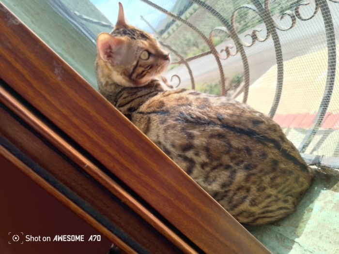 Bengal chats brown pur race europe