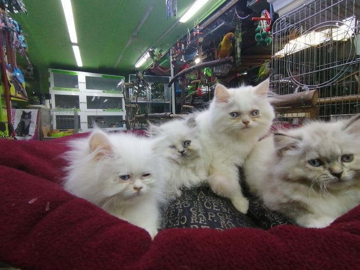 Chats Persians