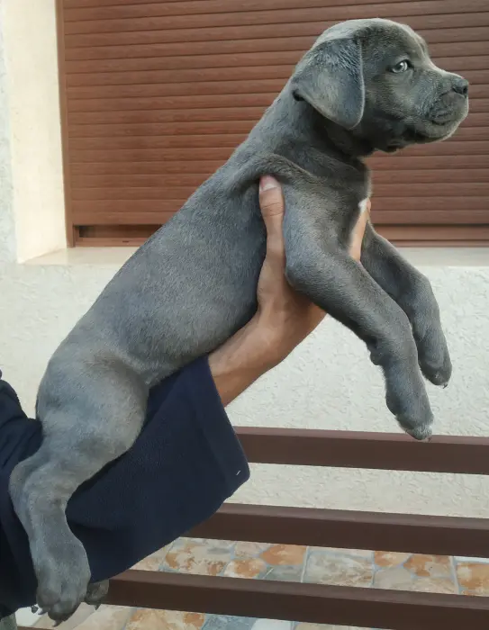 Chiot cane corso