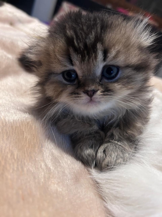 Scottish fold & british & Highland fold