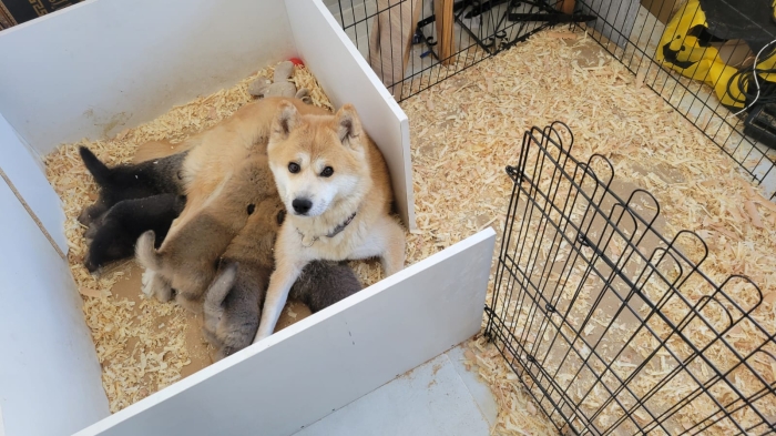 Chiots Akita inu vacciné 🐕