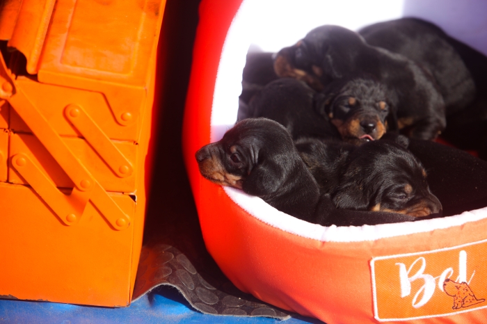 magnifiques chiots teckels pure race