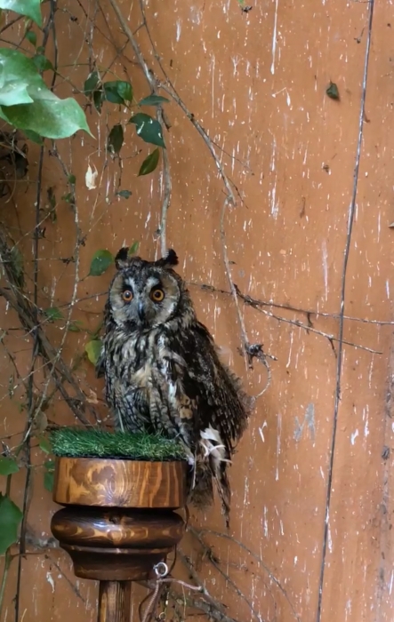 Faucons de Race Pure – Exceptionnels et Bien Dressés