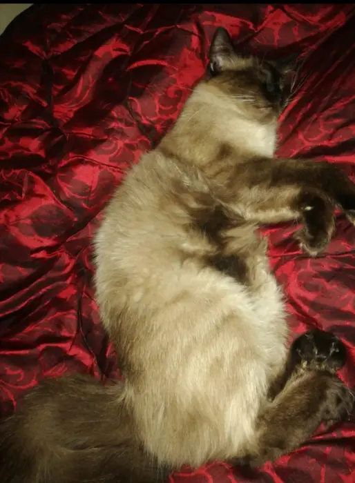 chats siamois himalaya