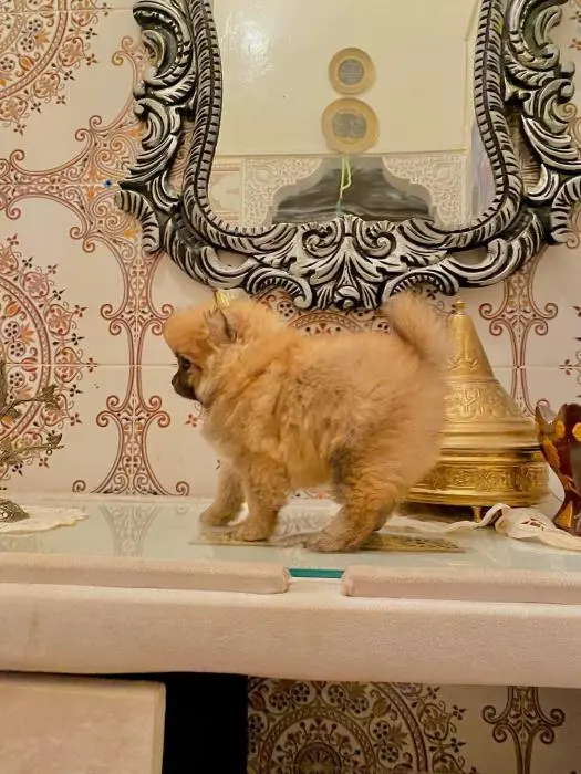 Mini spitz chocolat🍫(Male)