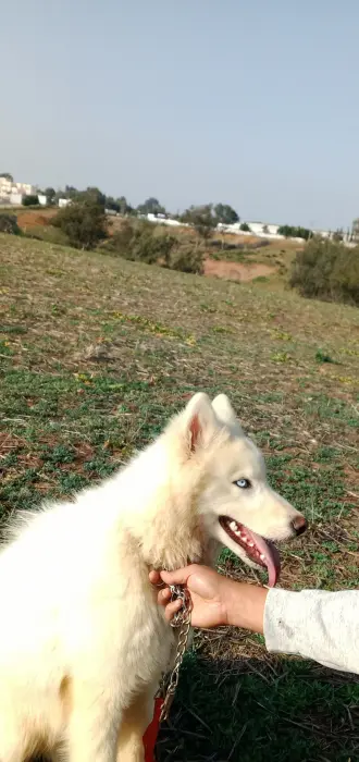 Chien husky sibérien