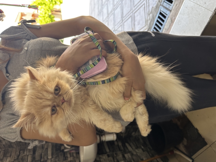 Chaton de race persan