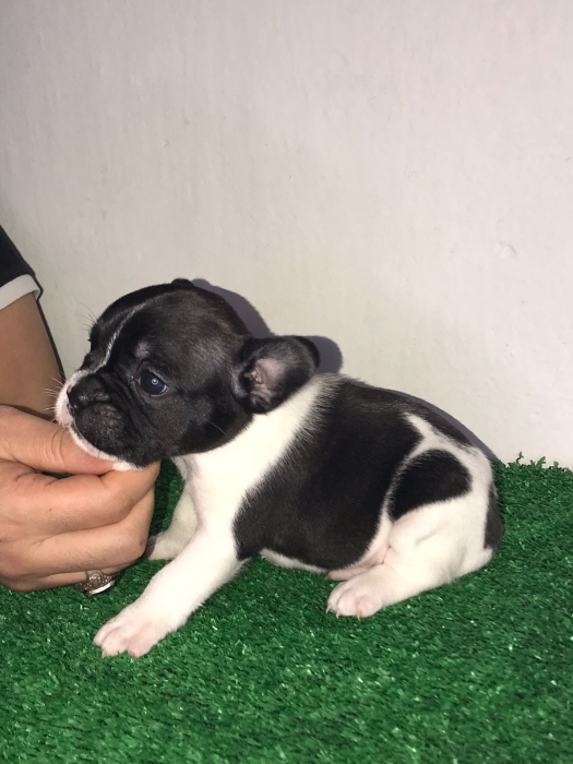 Bulldog français pure race
