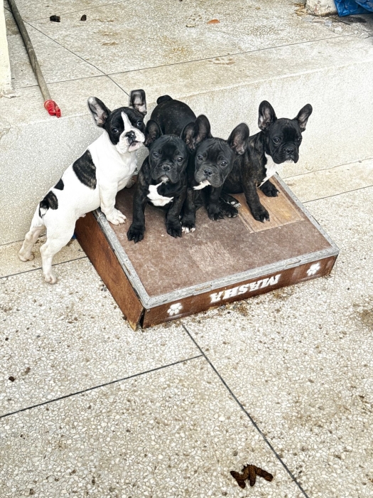 Bouledogue Français à vendre – Casablanca 🐶