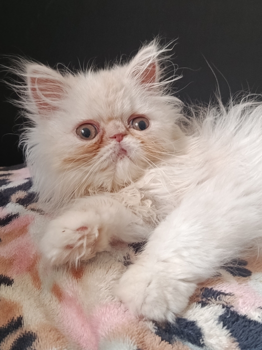 Chat persan race pur