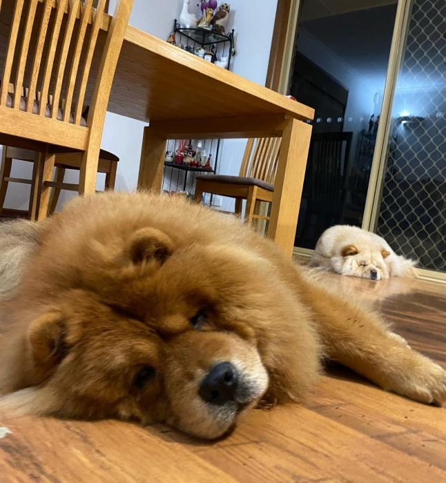 Couple chowchow