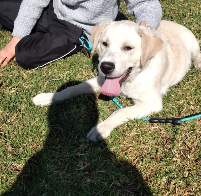 Chien labrador vacciné