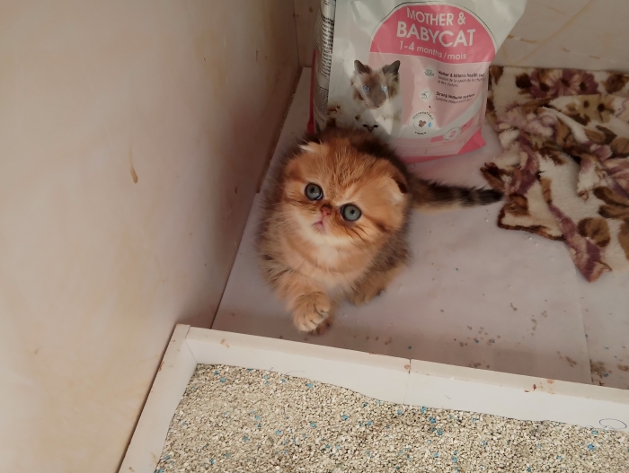 Chaton scottish fold