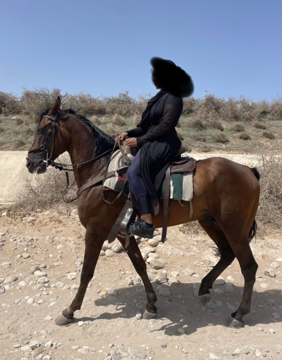 Étalon barbe- arabe