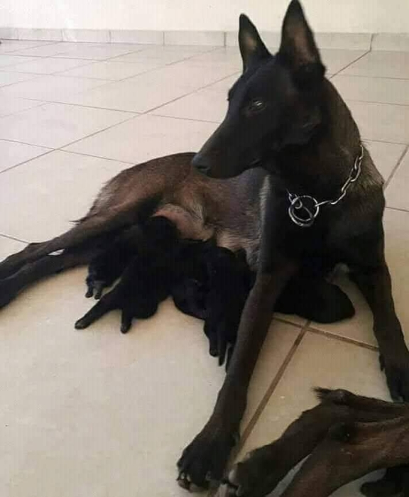 Super chiots malinois charboni