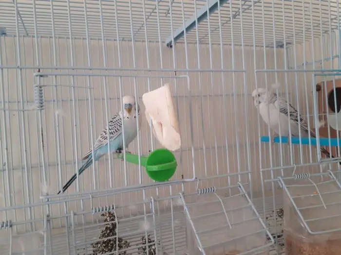 Perruche taxas à vendre