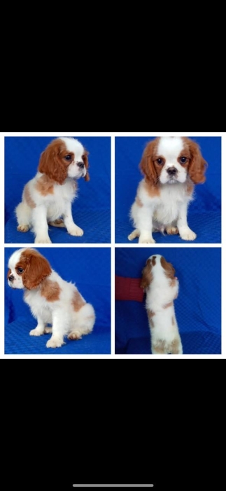 cavalier king charles