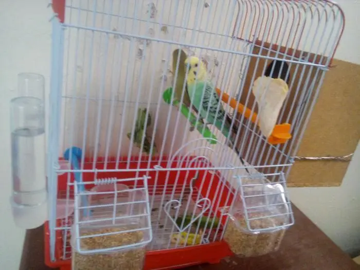 فراخ البيروش اوبلاين جولدن فيس