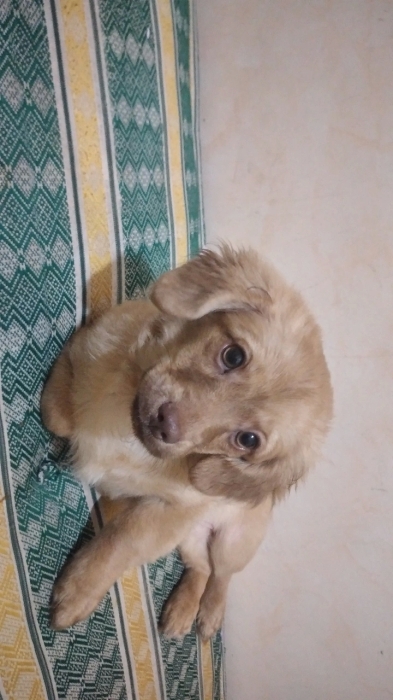 petit chiot kokoni (femelle)