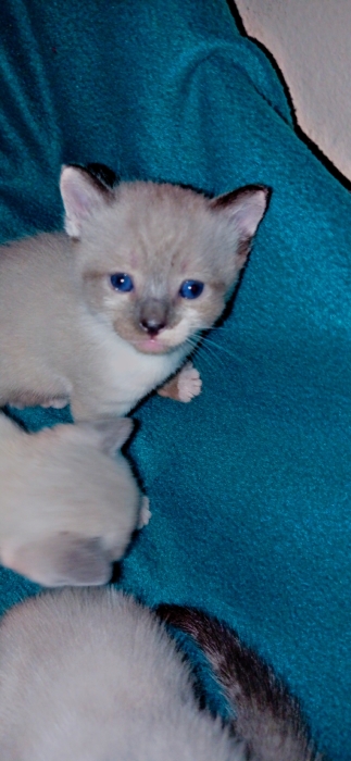 siamo tiger male et femelle